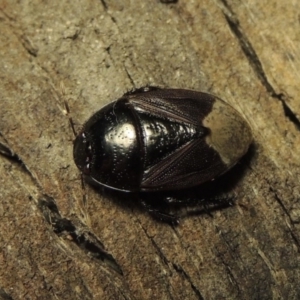 Cydnidae (family) at Pollinator-friendly garden Conder - 3 Dec 2016 03:03 AM