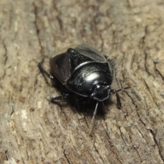 Cydnidae (family) at Pollinator-friendly garden Conder - 3 Dec 2016 03:03 AM