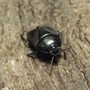 Cydnidae (family) at Pollinator-friendly garden Conder - 3 Dec 2016 03:03 AM