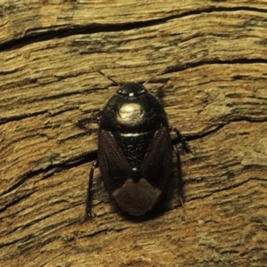 Cydnidae (family) at Pollinator-friendly garden Conder - 3 Dec 2016 03:03 AM