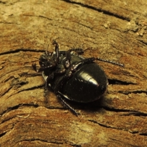 Cydnidae (family) at Pollinator-friendly garden Conder - 3 Dec 2016 03:03 AM