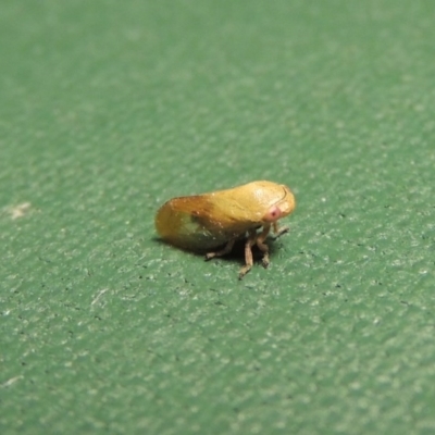 Chaetophyes compacta (Tube spittlebug) at Conder, ACT - 2 Dec 2016 by michaelb