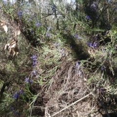 Stypandra glauca (Nodding Blue Lily) at Wanniassa Hill - 14 Oct 2016 by RyuCallaway