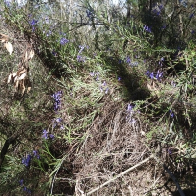 Stypandra glauca (Nodding Blue Lily) at Fadden, ACT - 15 Oct 2016 by ArcherCallaway