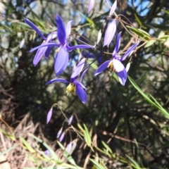 Stypandra glauca at Fadden, ACT - 15 Oct 2016 09:26 AM