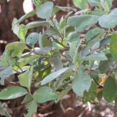 Pomaderris cinerea (Grey Pomaderris) at Brogo, NSW - 19 Jan 2016 by CCPK