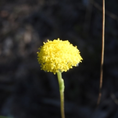 Craspedia sp. (Billy Buttons) at Fadden, ACT - 14 Oct 2016 by RyuCallaway