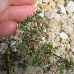 Polycarpon tetraphyllum (Four-leaf Allseed) at Brogo, NSW - 19 Jan 2016 by CCPK
