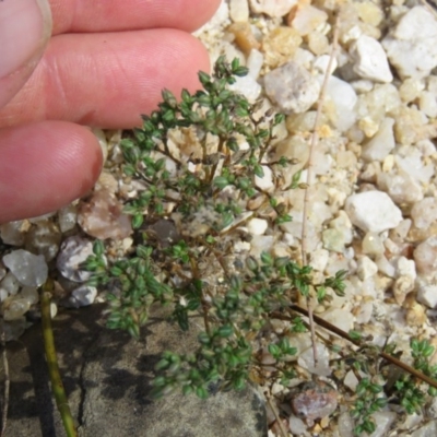 Polycarpon tetraphyllum (Four-leaf Allseed) at Brogo, NSW - 19 Jan 2016 by CCPK