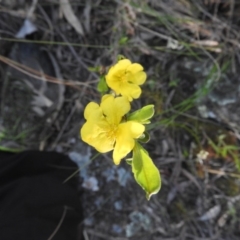 Hibbertia obtusifolia (Grey Guinea-flower) at Fadden, ACT - 15 Oct 2016 by ArcherCallaway