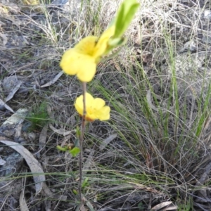 Hibbertia obtusifolia at Fadden, ACT - 15 Oct 2016 09:34 AM