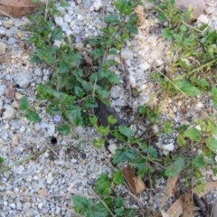 Veronica plebeia (Trailing Speedwell, Creeping Speedwell) at Brogo, NSW - 19 Jan 2016 by CCPK