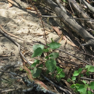 Plectranthus parviflorus (Cockspur Flower) at Brogo, NSW - 18 Jan 2016 by CCPK