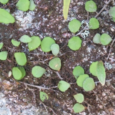 Pyrrosia rupestris (Rock Felt Fern) at Brogo, NSW - 19 Jan 2016 by CCPK