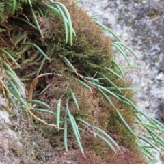 Dockrillia striolata (Streaked Rock Orchid) at Brogo, NSW - 19 Jan 2016 by CCPK