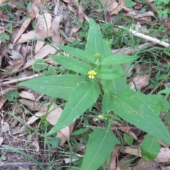 Sigesbeckia orientalis (Indian Weed) at Brogo, NSW - 19 Jan 2016 by CCPK