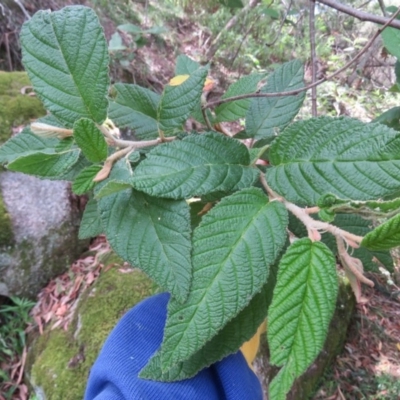 Pomaderris aspera (Hazel Pomaderris) at Brogo, NSW - 19 Jan 2016 by CCPK