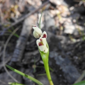 Wurmbea dioica subsp. dioica at Fadden, ACT - 15 Oct 2016 09:41 AM