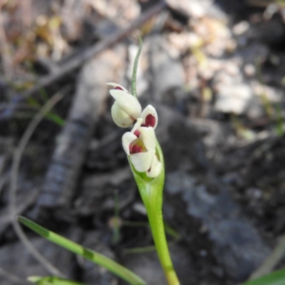 Wurmbea dioica subsp. dioica (Early Nancy) at Fadden, ACT - 14 Oct 2016 by RyuCallaway