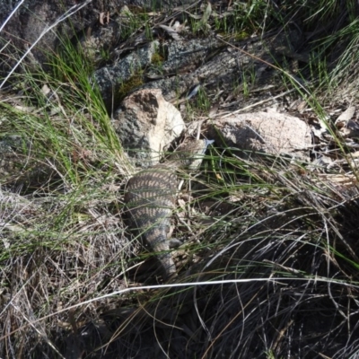 Tiliqua scincoides scincoides (Eastern Blue-tongue) at Wanniassa Hill - 15 Oct 2016 by ArcherCallaway