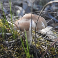 zz agaric (stem; gills white/cream) at Fadden, ACT - 14 Oct 2016 by RyuCallaway