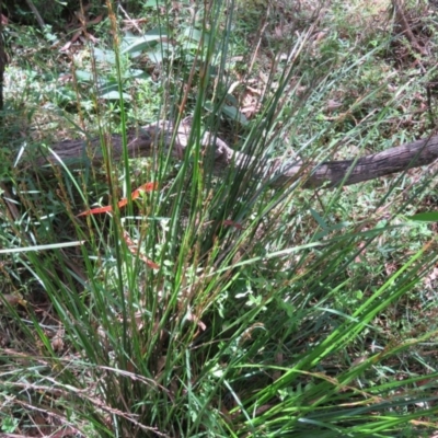 Lepidosperma laterale (Variable Sword Sedge) at Brogo, NSW - 19 Jan 2016 by CCPK