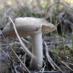 Oudemansiella gigaspora group at Fadden, ACT - 15 Oct 2016