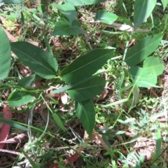 Leichhardtia rostrata (Milk Vine) at Brogo, NSW - 19 Jan 2016 by CCPK