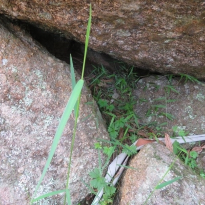 Entolasia marginata (Bordered Panic) at Brogo, NSW - 19 Jan 2016 by CCPK