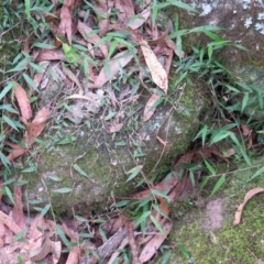 Oplismenus hirtellus (Australian Basket-grass) at Brogo, NSW - 19 Jan 2016 by CCPK