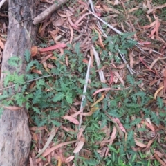 Solanum pungetium (Eastern Nightshade) at Brogo, NSW - 19 Jan 2016 by CCPK