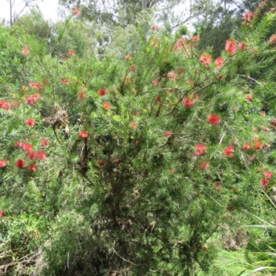 Callistemon subulatus (Dwarf Bottlebrush) at Brogo, NSW - 19 Jan 2016 by CCPK