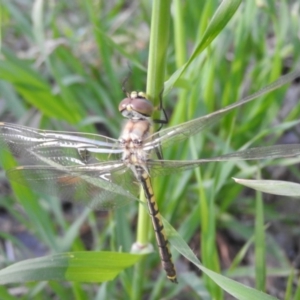 Hemicordulia tau at Fyshwick, ACT - 16 Oct 2016 08:32 AM