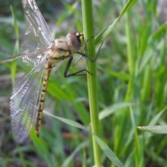 Hemicordulia tau at Fyshwick, ACT - 16 Oct 2016 08:32 AM