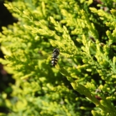 Melangyna viridiceps (Hover fly) at Fadden, ACT - 15 Oct 2016 by RyuCallaway