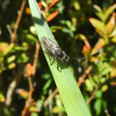 Tiphiidae (family) (Unidentified Smooth flower wasp) at Fadden, ACT - 16 Oct 2016 by ArcherCallaway