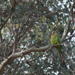 Polytelis swainsonii at Cook, ACT - suppressed