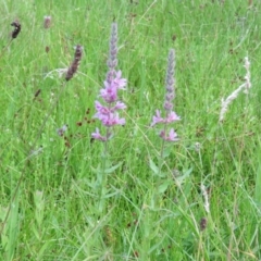 Lythrum salicaria (Purple Loosestrife) at Brogo, NSW - 4 Feb 2016 by CCPK