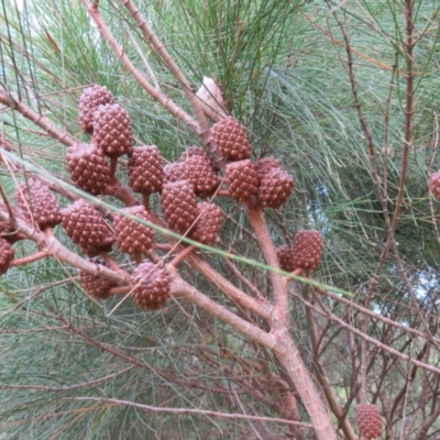 Allocasuarina littoralis (Black She-oak) at Brogo, NSW - 4 Feb 2016 by CCPK