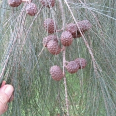 Allocasuarina littoralis (Black She-oak) at Brogo, NSW - 4 Feb 2016 by CCPK
