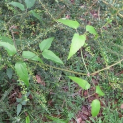 Clematis glycinoides (Headache Vine) at Brogo, NSW - 4 Feb 2016 by CCPK