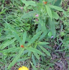 Xerochrysum bracteatum (Golden Everlasting) at Brogo, NSW - 4 Feb 2016 by CCPK