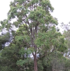 Angophora floribunda (Apple, Rough-barked Apple) at Brogo, NSW - 4 Feb 2016 by CCPK