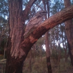 Podargus strigoides (Tawny Frogmouth) at Cook, ACT - 24 Nov 2014 by Tammy