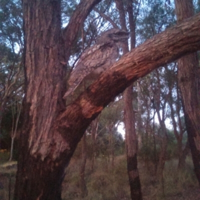Podargus strigoides (Tawny Frogmouth) at Cook, ACT - 24 Nov 2014 by Tammy