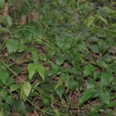 Clematis glycinoides (Headache Vine) at Brogo, NSW - 5 Feb 2016 by CCPK