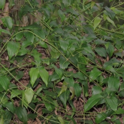 Clematis glycinoides (Headache Vine) at Brogo, NSW - 5 Feb 2016 by CCPK