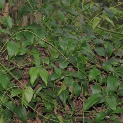 Clematis glycinoides (Headache Vine) at Brogo, NSW - 4 Feb 2016 by CCPK