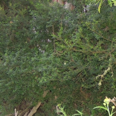 Melicytus dentatus (Tree Violet) at Brogo, NSW - 5 Feb 2016 by CCPK