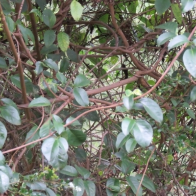 Pandorea pandorana (Wonga Wonga Vine) at Brogo, NSW - 4 Feb 2016 by CCPK